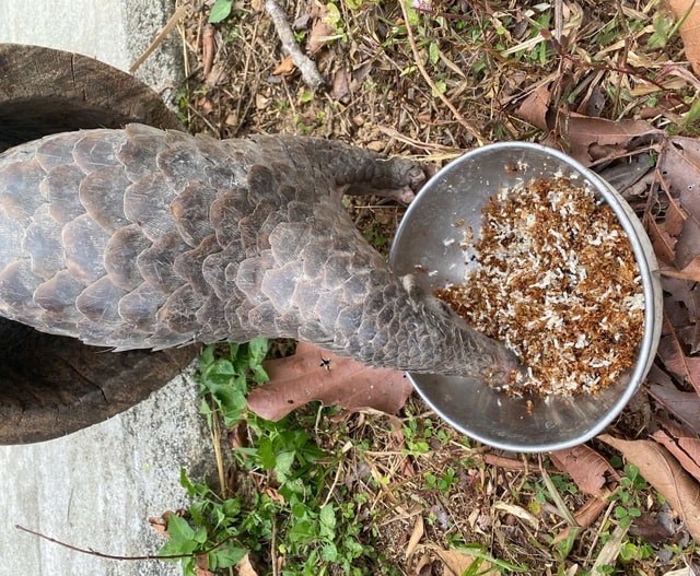 Video: Bồi bổ đặc biệt cho động vật quý hiếm- Ảnh 2.