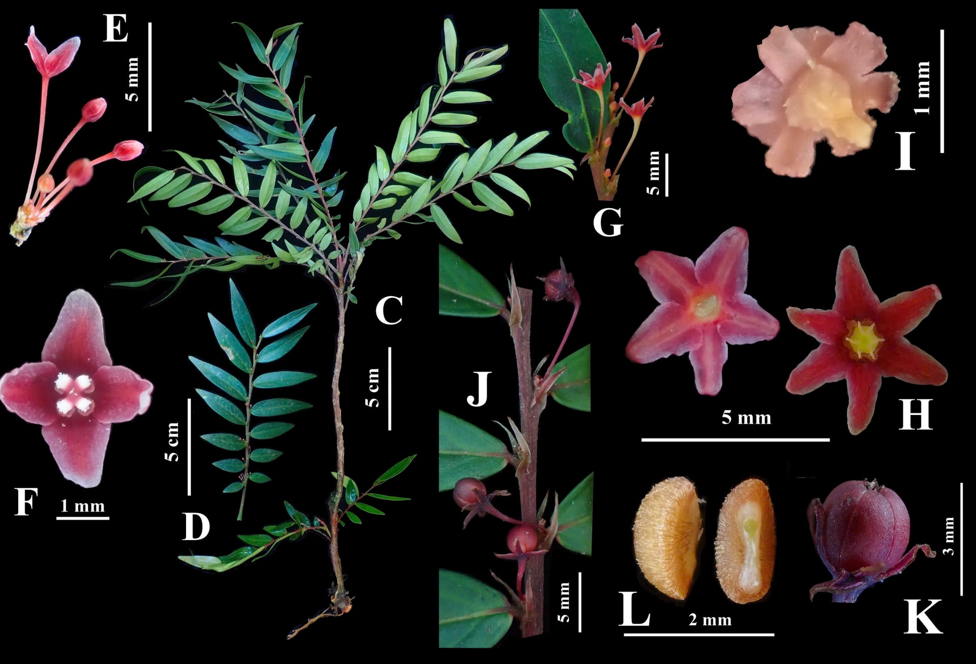 Lộ diện Diệp hạ châu Việt Nam tại Khu Dự trữ thiên nhiên ở Huế- Ảnh 4. Lộ diện Diệp hạ châu Việt Nam tại Khu Dự trữ thiên nhiên ở Huế- Ảnh 4.