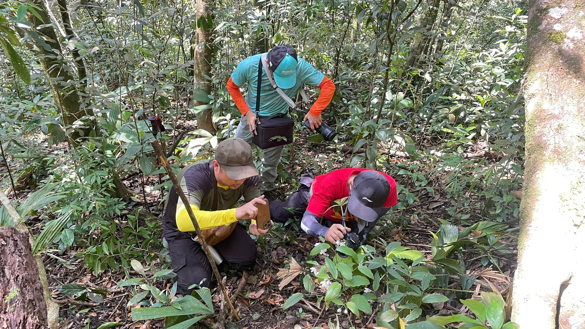 Lộ diện Diệp hạ châu Việt Nam tại Khu Dự trữ thiên nhiên ở Huế- Ảnh 2. Lộ diện Diệp hạ châu Việt Nam tại Khu Dự trữ thiên nhiên ở Huế- Ảnh 2.