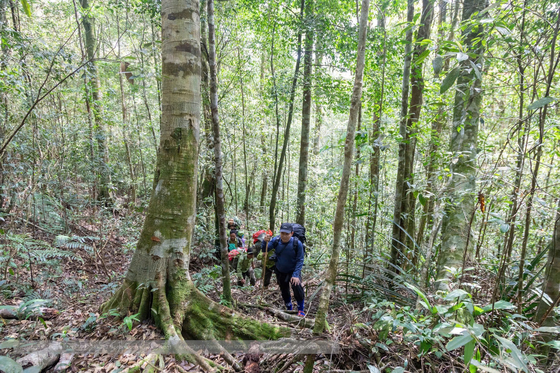 Lộ diện Diệp hạ châu Việt Nam tại Khu Dự trữ thiên nhiên ở Huế- Ảnh 6. Lộ diện Diệp hạ châu Việt Nam tại Khu Dự trữ thiên nhiên ở Huế- Ảnh 6.
