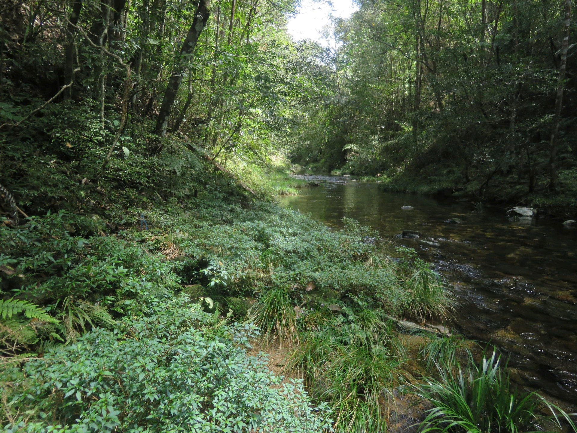 Lộ diện Diệp hạ châu Việt Nam tại Khu Dự trữ thiên nhiên ở Huế- Ảnh 5. Lộ diện Diệp hạ châu Việt Nam tại Khu Dự trữ thiên nhiên ở Huế- Ảnh 5.
