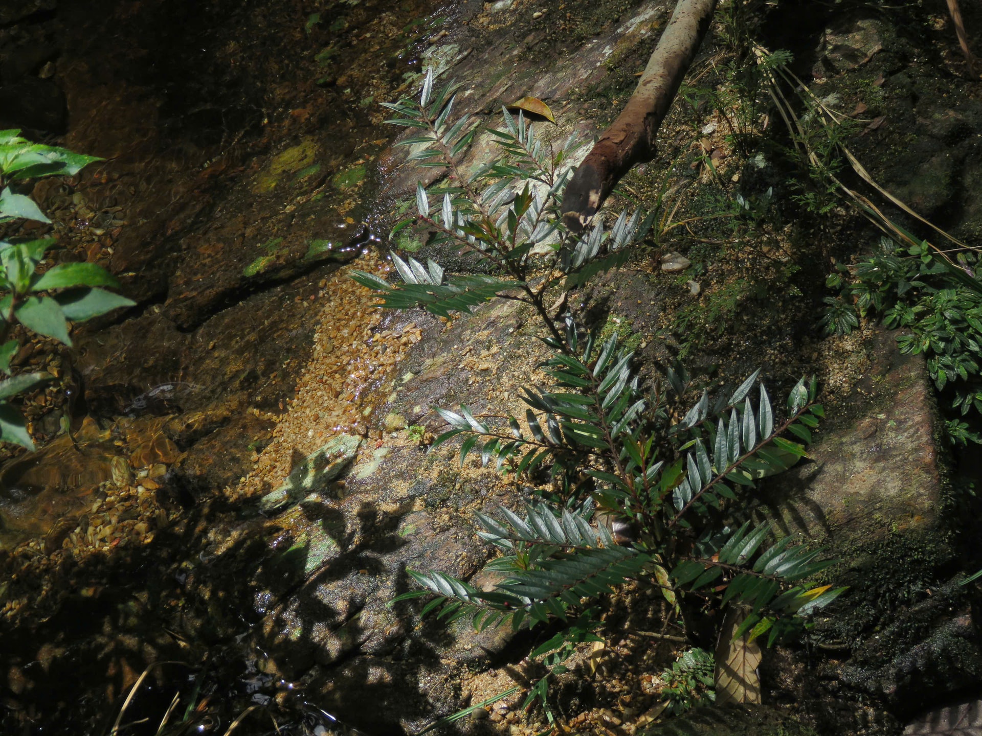 Lộ diện Diệp hạ châu Việt Nam tại Khu Dự trữ thiên nhiên ở Huế- Ảnh 3. Lộ diện Diệp hạ châu Việt Nam tại Khu Dự trữ thiên nhiên ở Huế- Ảnh 3.