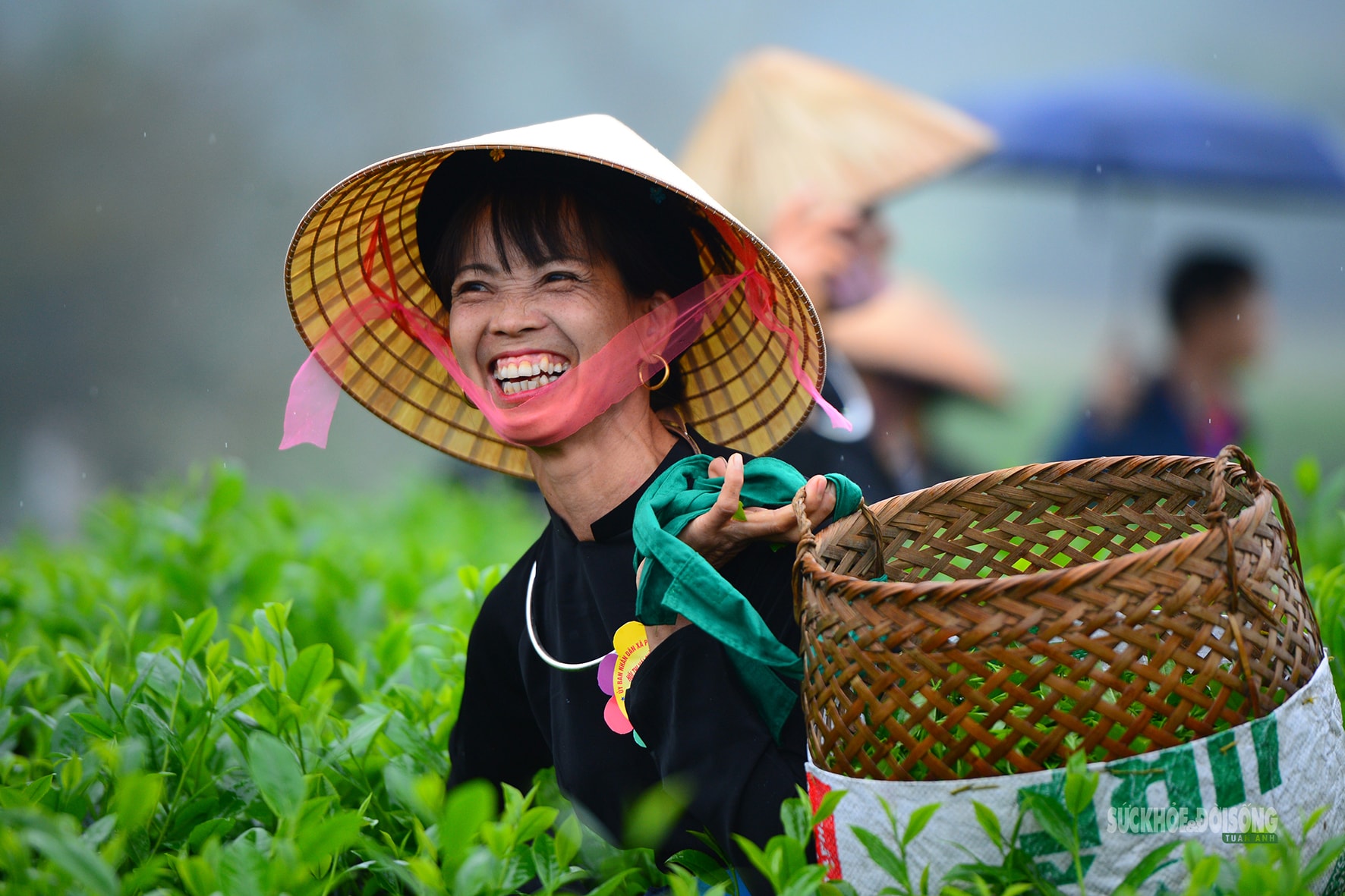 Vui hái chè dưới tiếng đàn Tính giữa đất trời ATK- Ảnh 5.