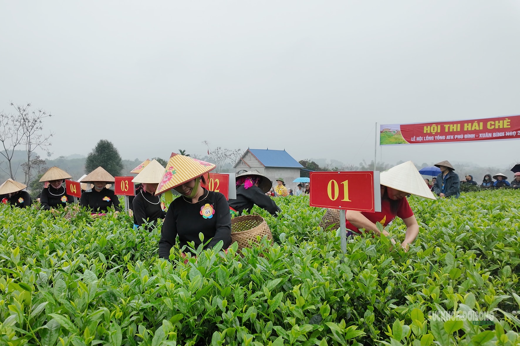 Vui hái chè dưới tiếng đàn Tính giữa đất trời ATK- Ảnh 6.