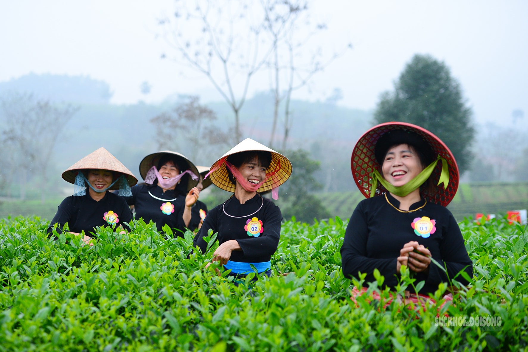 Vui hái chè dưới tiếng đàn Tính giữa đất trời ATK- Ảnh 11.