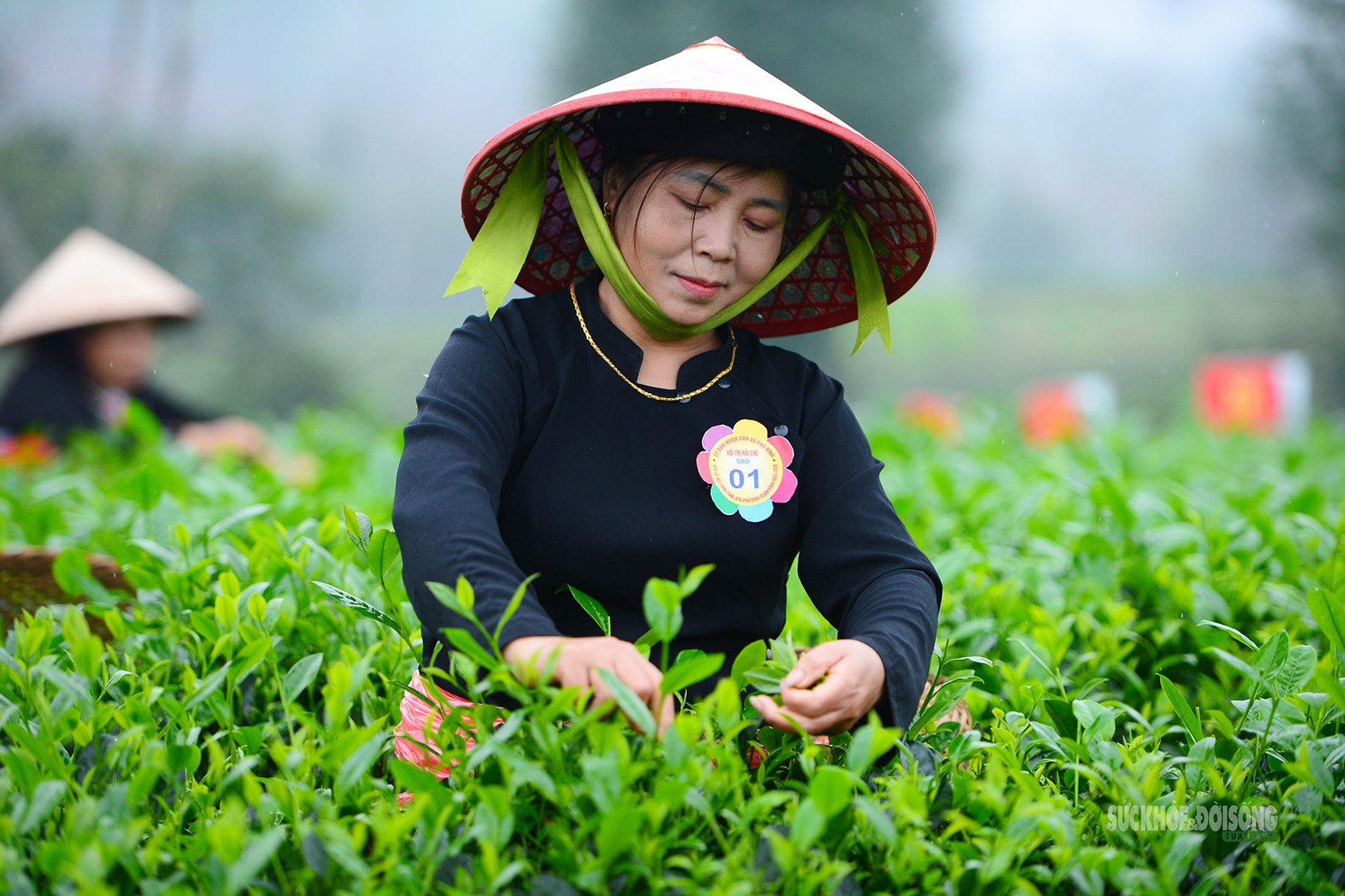 Vui hái chè dưới tiếng đàn Tính giữa đất trời ATK- Ảnh 9.