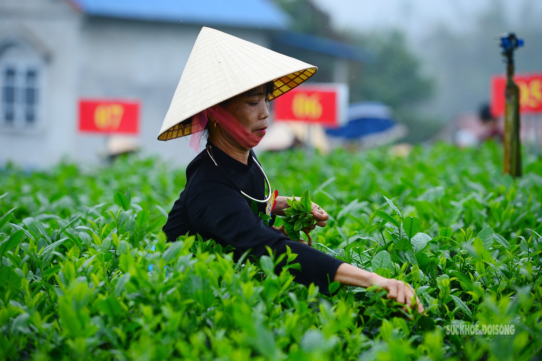 Vui hái chè dưới tiếng đàn Tính giữa đất trời ATK- Ảnh 10.