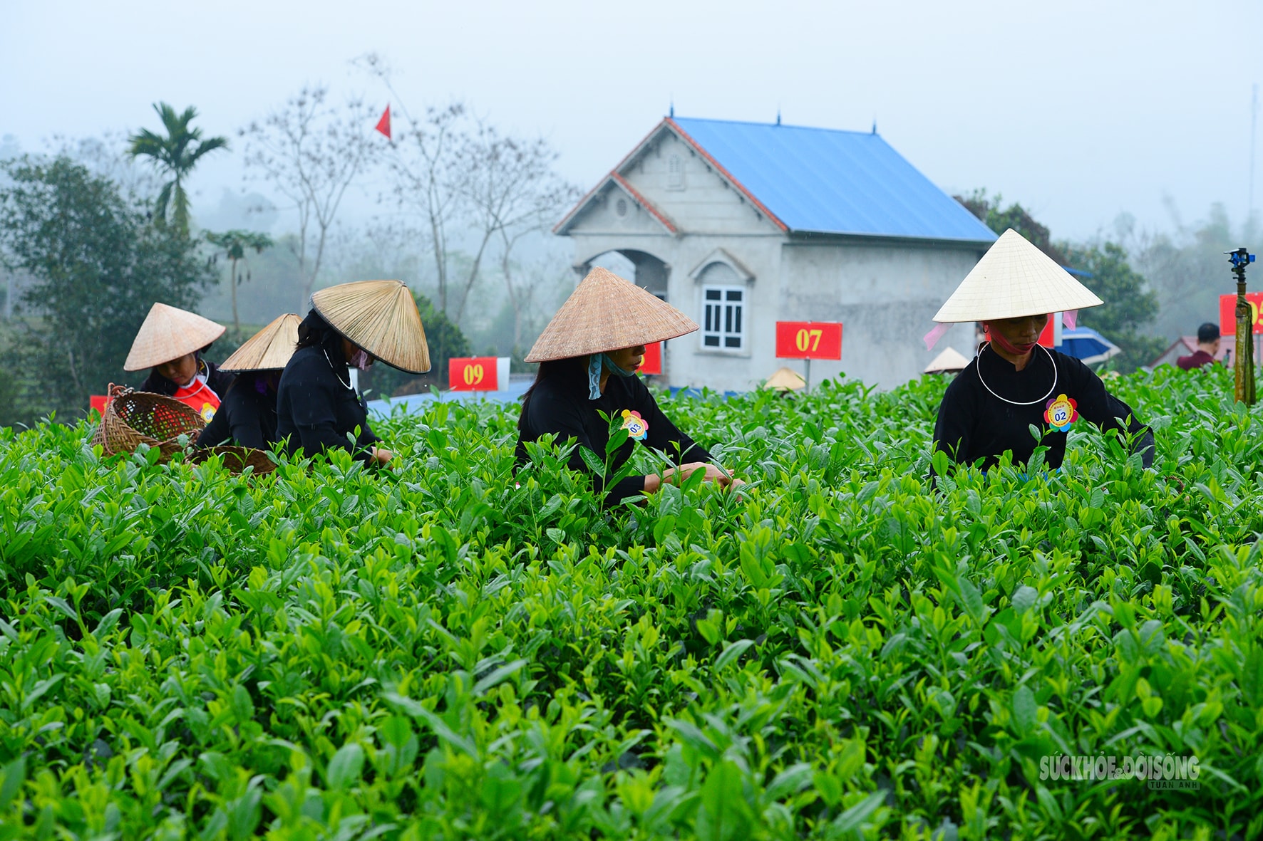 Vui hái chè dưới tiếng đàn Tính giữa đất trời ATK- Ảnh 7.