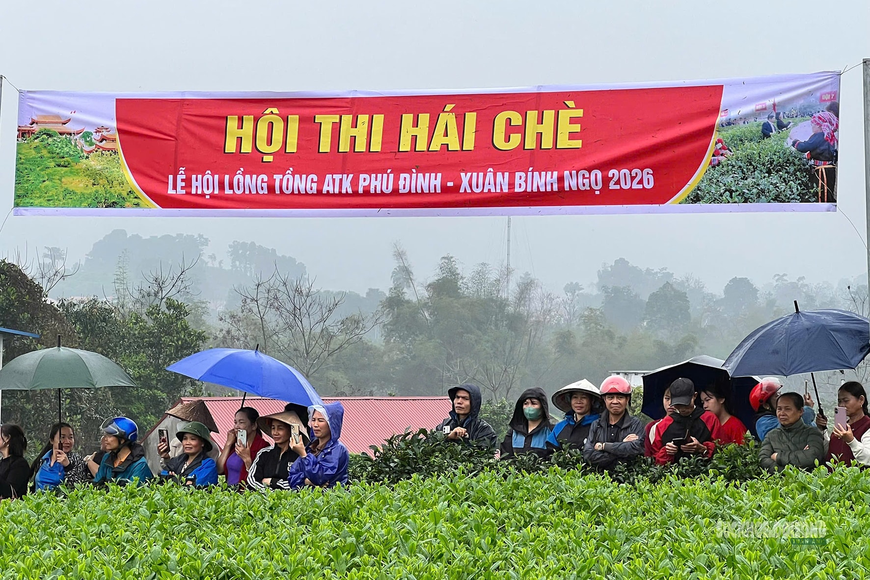 Vui hái chè dưới tiếng đàn Tính giữa đất trời ATK- Ảnh 2.