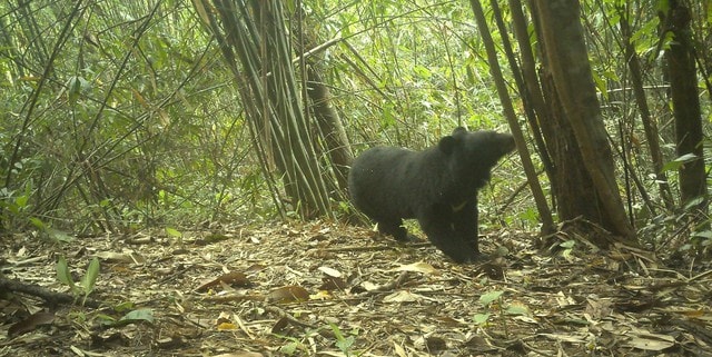 Nhiều động vật quý hiếm xuất hiện trong rừng ở Quảng Ngãi báo hiệu điều gì?- Ảnh 1.