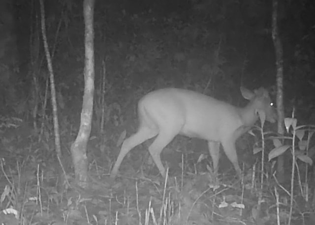 Nhiều động vật quý hiếm xuất hiện trong rừng ở Quảng Ngãi báo hiệu điều gì?- Ảnh 3.