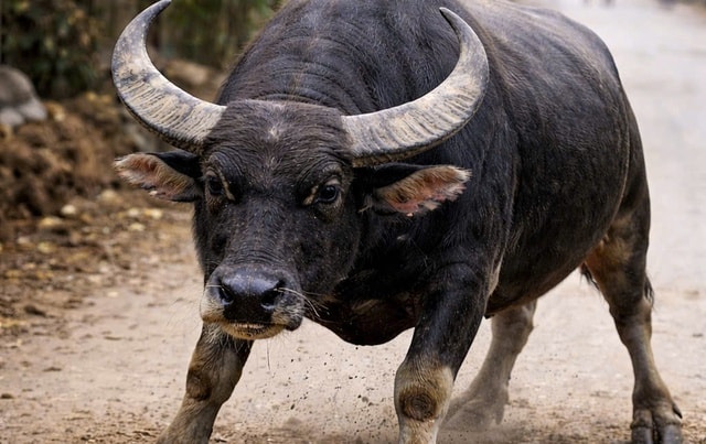 Trâu dữ tấn công khiến hai người bị thương- Ảnh 1.