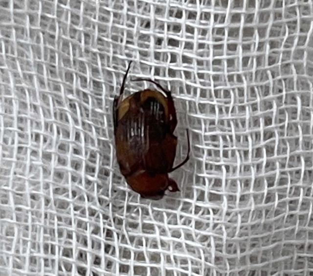 Nhờ tiệm cắt tóc lấy dị vật, bệnh nhân bị xung huyết ống tai- Ảnh 2.