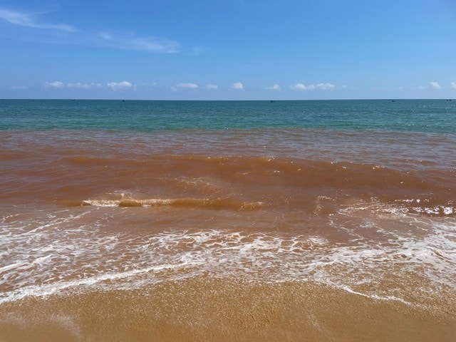 Nước biển ở Gia Lai đổi màu có nguy hiểm không?- Ảnh 1. Nước biển ở Gia Lai đổi màu có nguy hiểm không?- Ảnh 1.