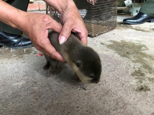 Học sinh lớp 4 cứu con vật quý hiếm với biệt tài bơi lặn bị kiệt sức bên bờ suối- Ảnh 1.