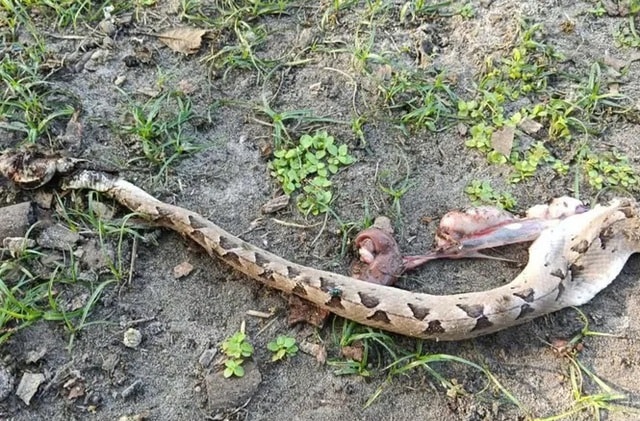 Tự chữa sau khi bị rắn độc cắn, một phụ nữ ở Lâm Đồng nguy kịch- Ảnh 2.