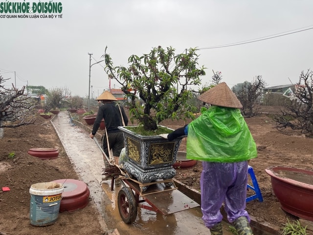 Người trồng đào Nhật Tân 'đội mưa' hồi sinh vườn cây sau Tết- Ảnh 1.