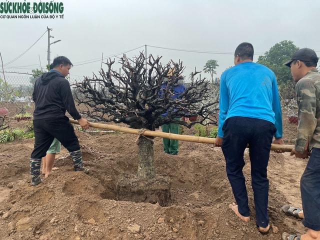 Người trồng đào Nhật Tân 'đội mưa' hồi sinh vườn cây sau Tết- Ảnh 2.