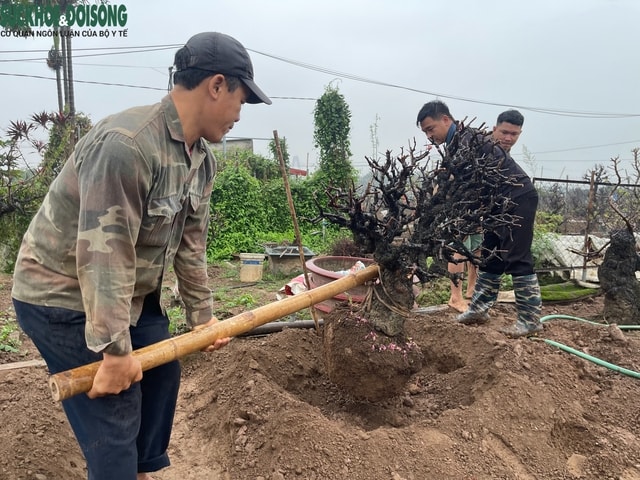 Người trồng đào Nhật Tân 'đội mưa' hồi sinh vườn cây sau Tết- Ảnh 3.