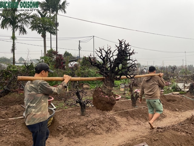 Người trồng đào Nhật Tân 'đội mưa' hồi sinh vườn cây sau Tết- Ảnh 4.