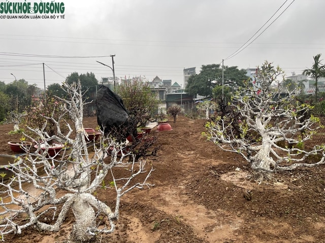 Người trồng đào Nhật Tân 'đội mưa' hồi sinh vườn cây sau Tết- Ảnh 5.
