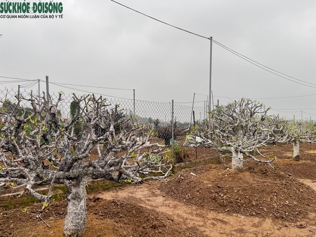 Người trồng đào Nhật Tân 'đội mưa' hồi sinh vườn cây sau Tết- Ảnh 6.