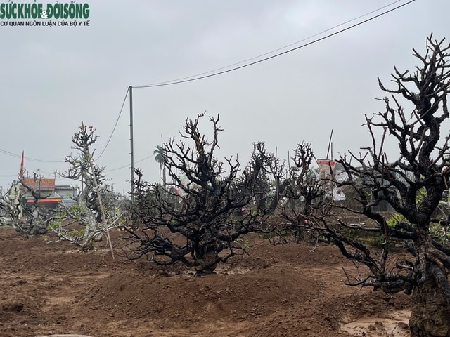 Người trồng đào Nhật Tân 'đội mưa' hồi sinh vườn cây sau Tết- Ảnh 7.