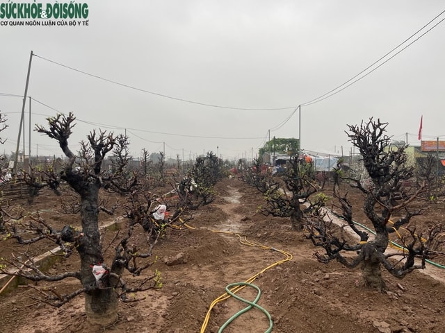 Người trồng đào Nhật Tân 'đội mưa' hồi sinh vườn cây sau Tết- Ảnh 8.
