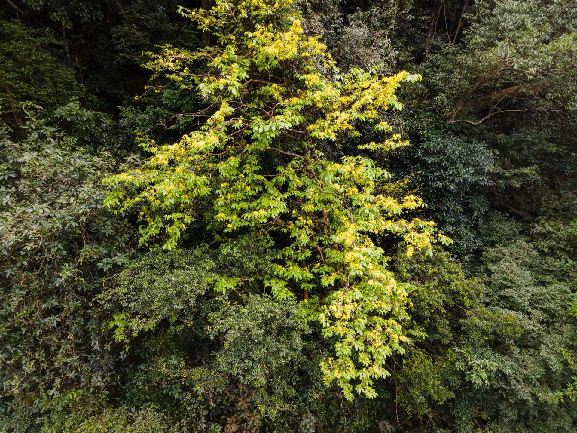 Ngắm những gốc mai vàng hàng trăm tuổi khoe sắc dưới tán rừng già- Ảnh 1.