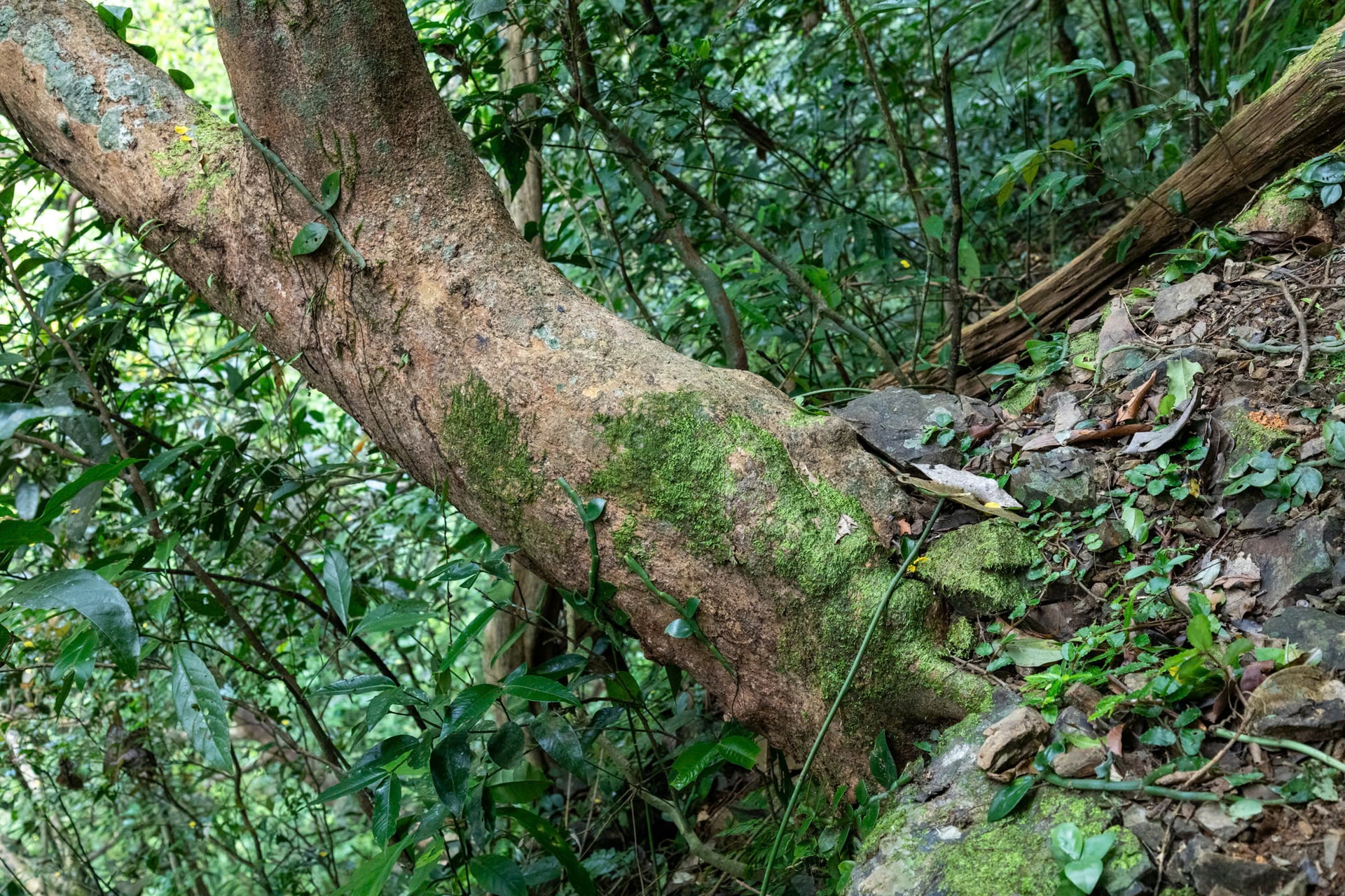 Ngắm những gốc mai vàng hàng trăm tuổi khoe sắc dưới tán rừng già- Ảnh 4.