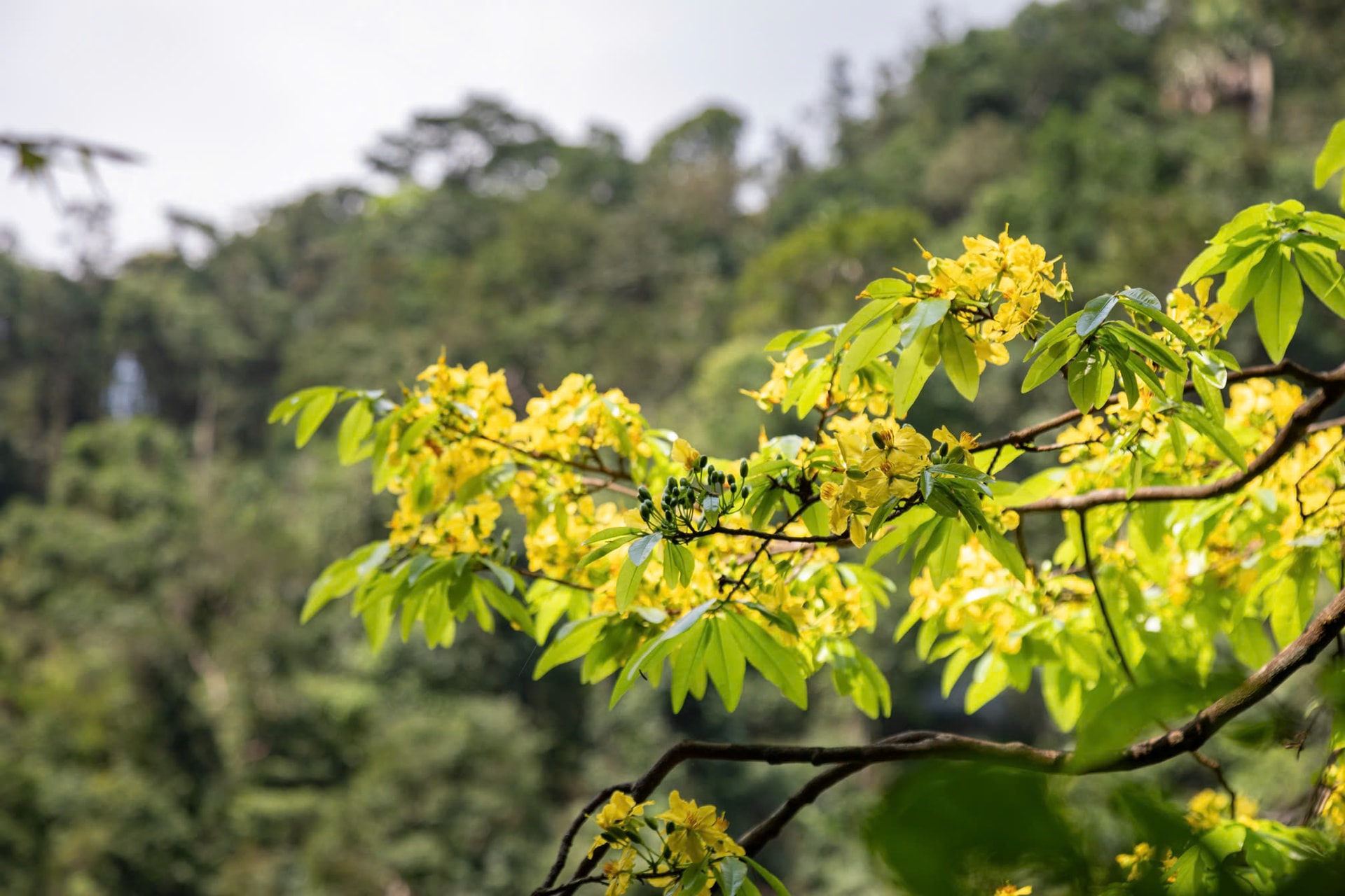 Ngắm những gốc mai vàng hàng trăm tuổi khoe sắc dưới tán rừng già- Ảnh 8.