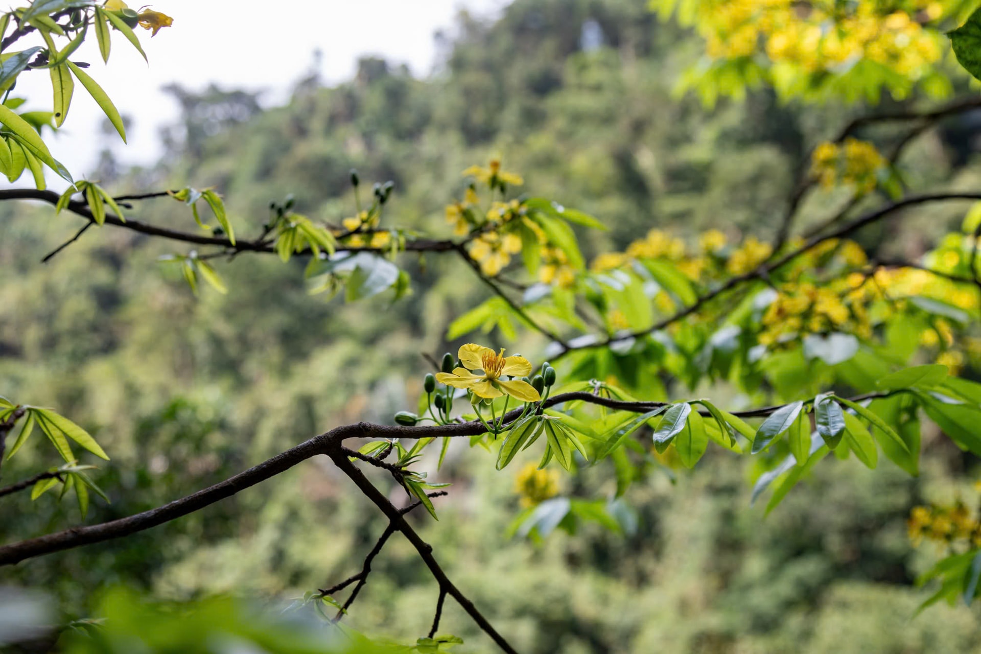 Ngắm những gốc mai vàng hàng trăm tuổi khoe sắc dưới tán rừng già- Ảnh 5.
