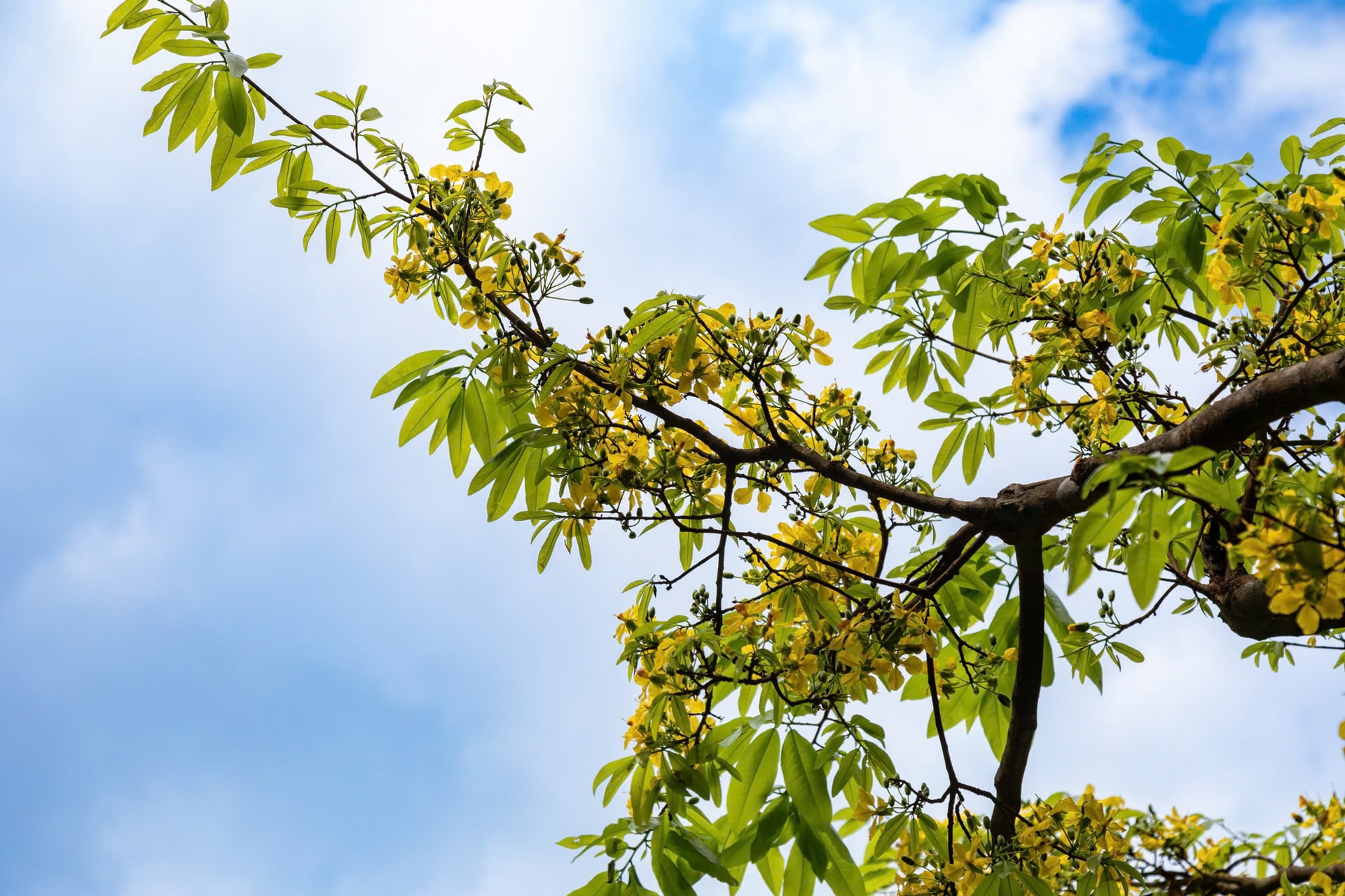 Ngắm những gốc mai vàng hàng trăm tuổi khoe sắc dưới tán rừng già- Ảnh 3.