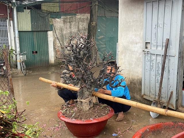 Hết Tết, đào đồng loạt 'lên sàn' thanh lý, nhà vườn tất bật thu mua- Ảnh 3.