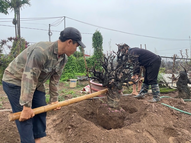 Hết Tết, đào đồng loạt 'lên sàn' thanh lý, nhà vườn tất bật thu mua- Ảnh 4.