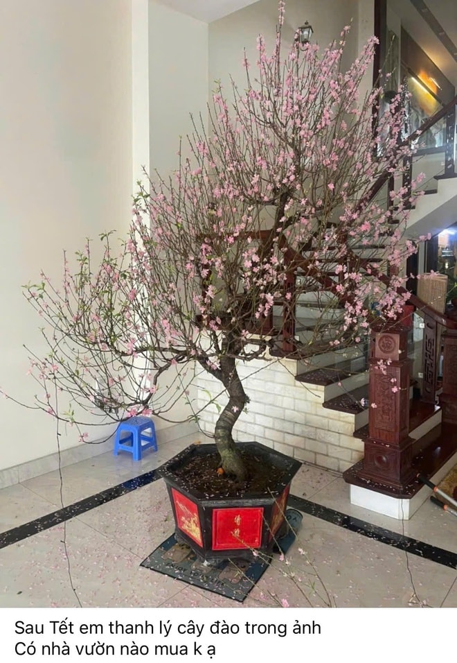 Hết Tết, đào đồng loạt 'lên sàn' thanh lý, nhà vườn tất bật thu mua- Ảnh 1.