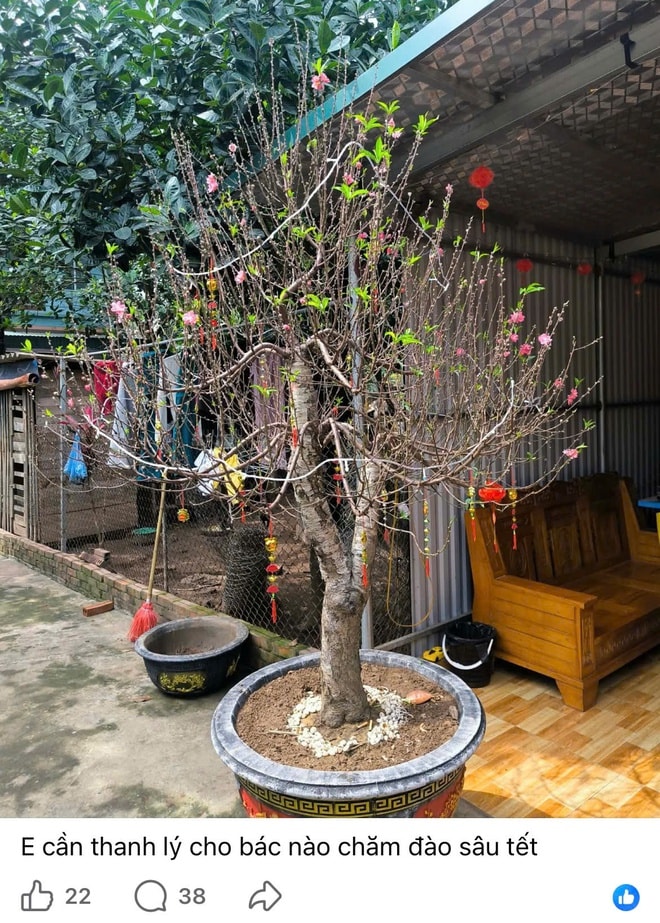 Hết Tết, đào đồng loạt 'lên sàn' thanh lý, nhà vườn tất bật thu mua- Ảnh 2.