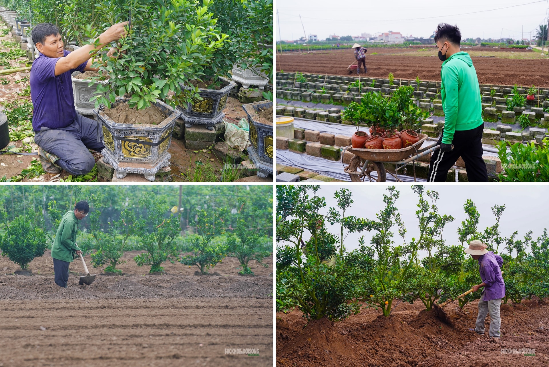 Sau Tết, nhà vườn cây cảnh Hưng Yên tất bật vào mùa ươm trồng mới- Ảnh 4.