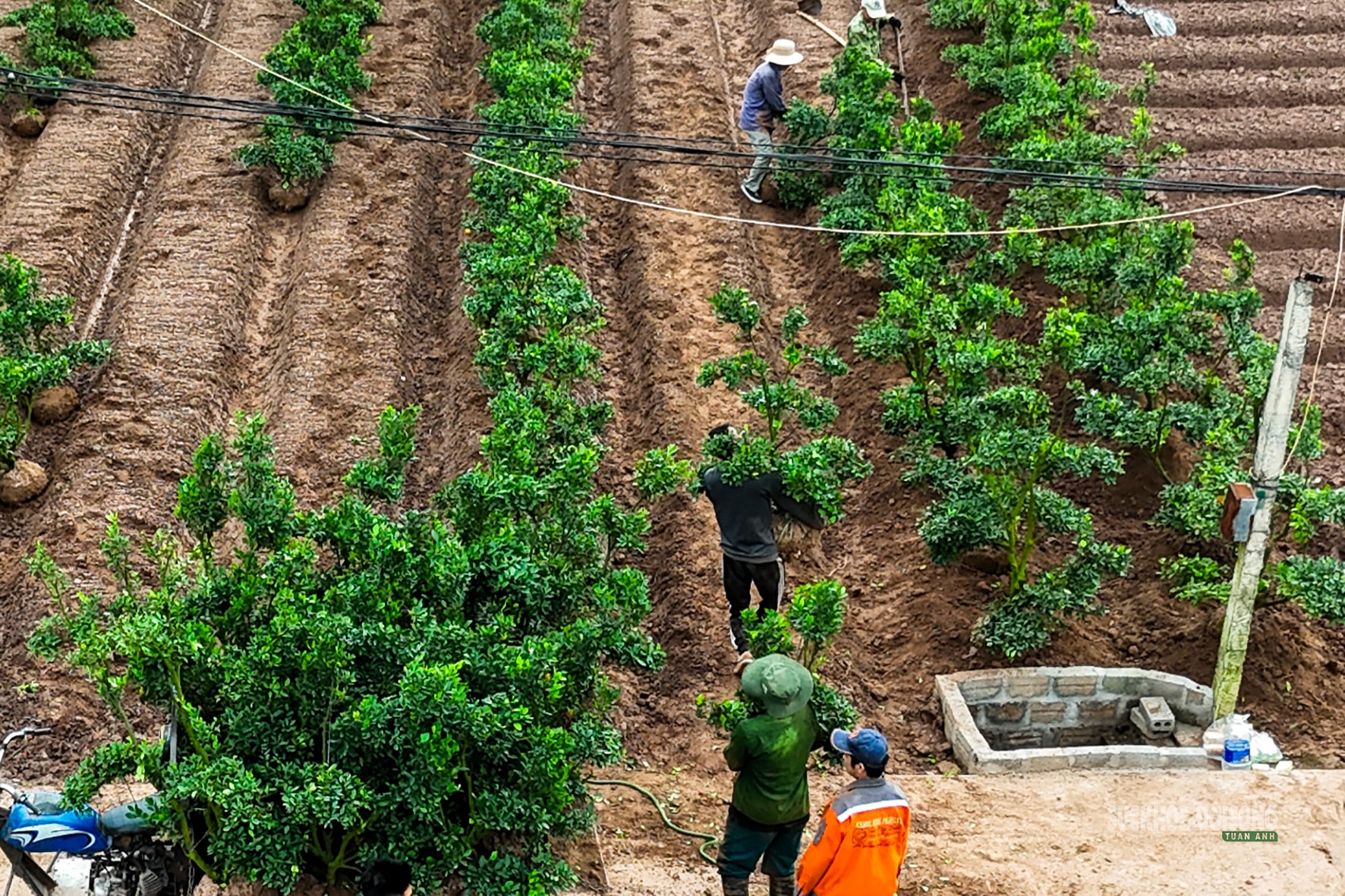 Sau Tết, nhà vườn cây cảnh Hưng Yên tất bật vào mùa ươm trồng mới- Ảnh 2.