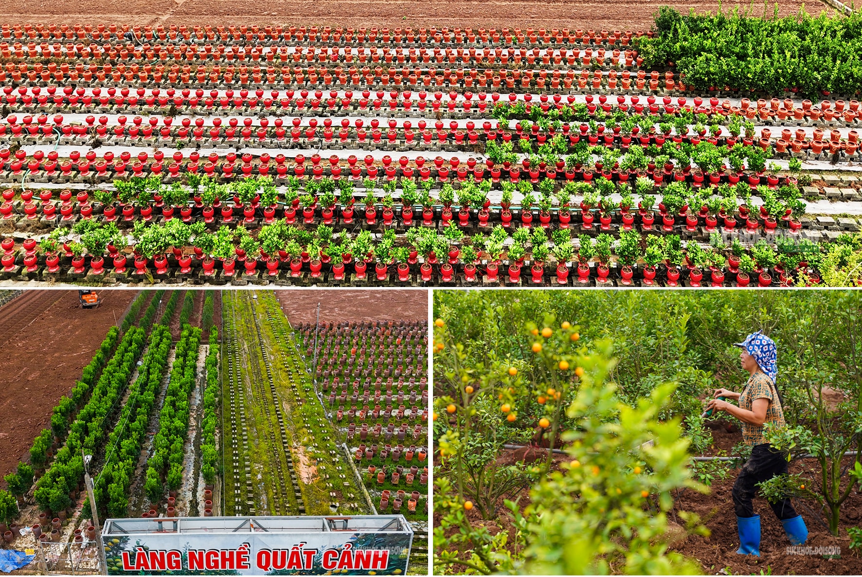 Sau Tết, nhà vườn cây cảnh Hưng Yên tất bật vào mùa ươm trồng mới- Ảnh 1.