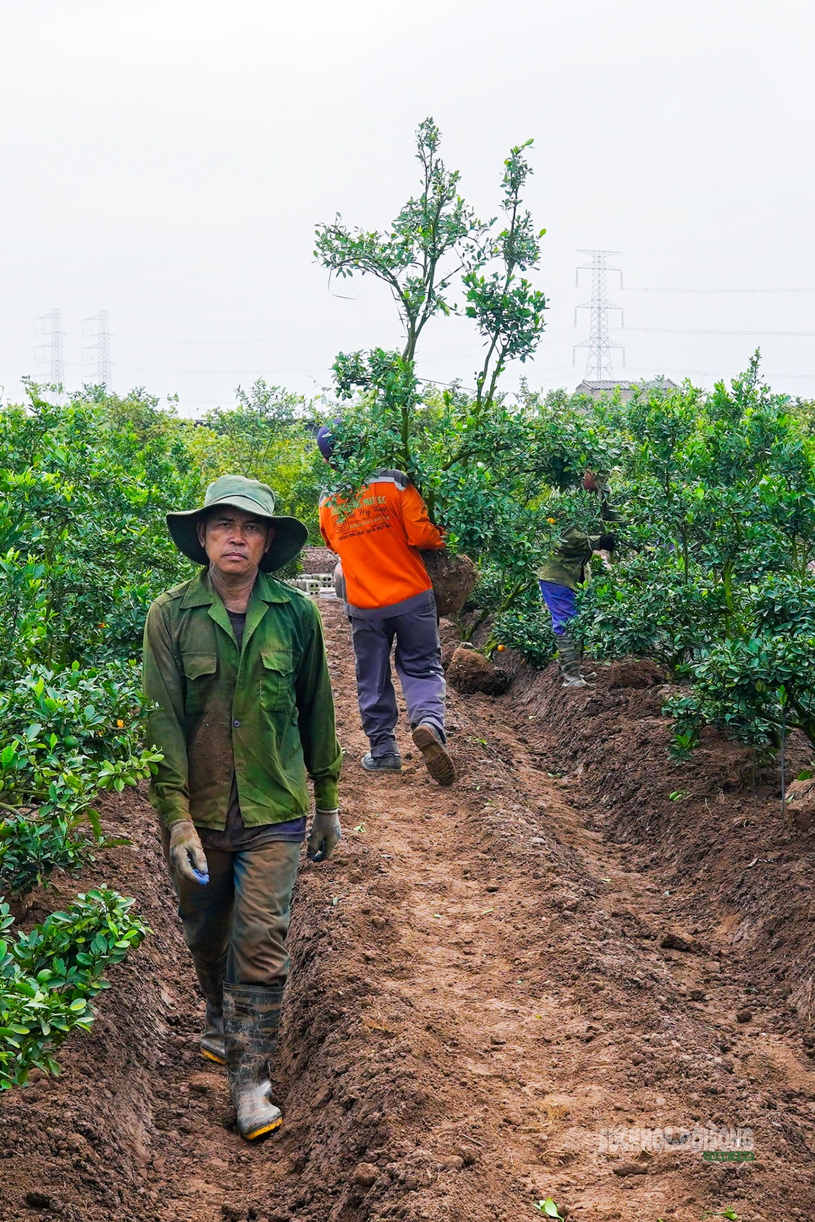 Sau Tết, nhà vườn cây cảnh Hưng Yên tất bật vào mùa ươm trồng mới- Ảnh 7.