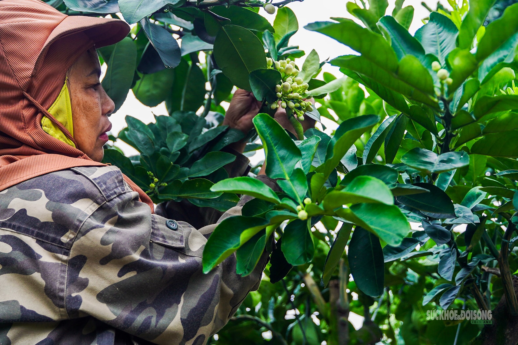 Sau Tết, nhà vườn cây cảnh Hưng Yên tất bật vào mùa ươm trồng mới- Ảnh 6.