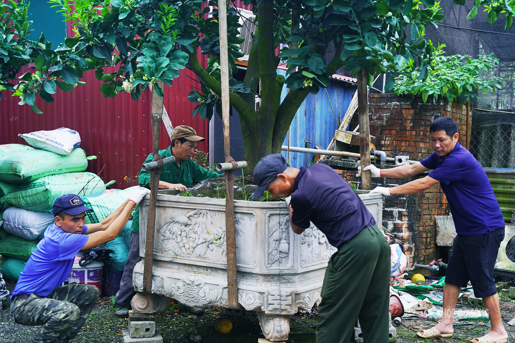 Sau Tết, nhà vườn cây cảnh Hưng Yên tất bật vào mùa ươm trồng mới- Ảnh 5.