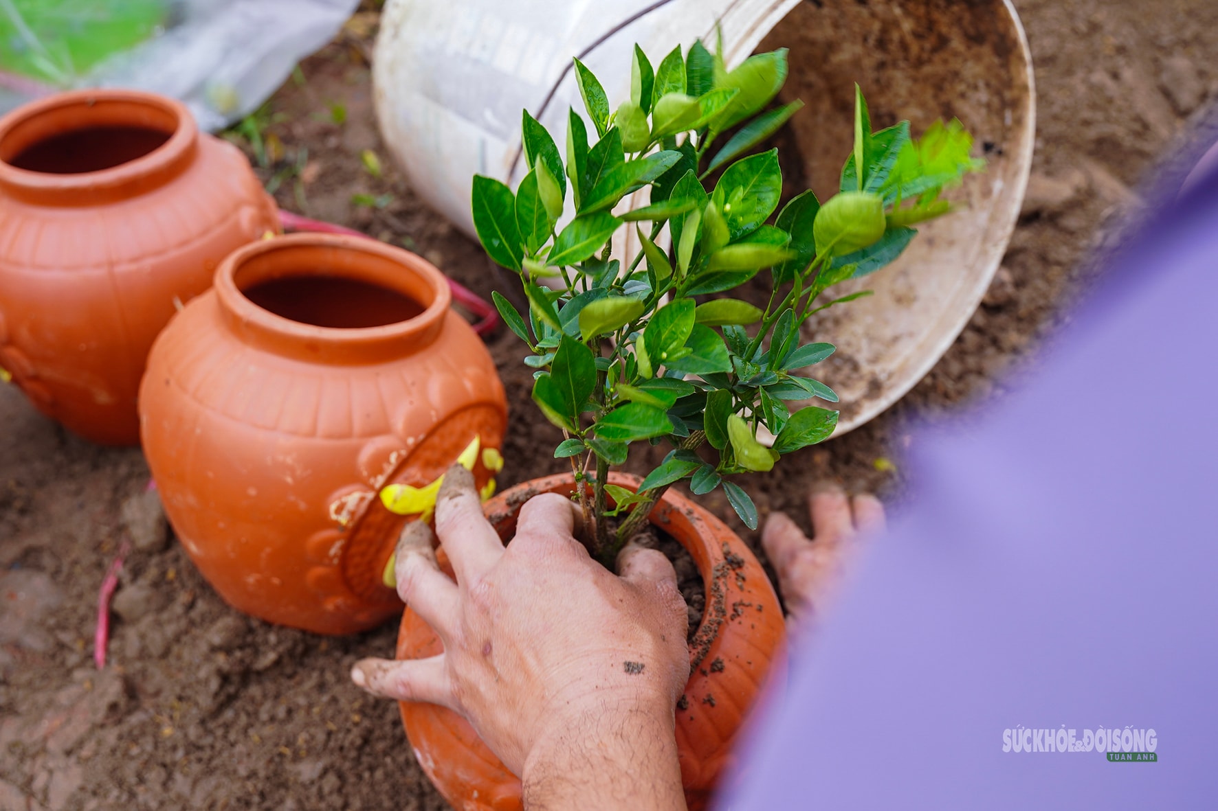 Sau Tết, nhà vườn cây cảnh Hưng Yên tất bật vào mùa ươm trồng mới- Ảnh 3.