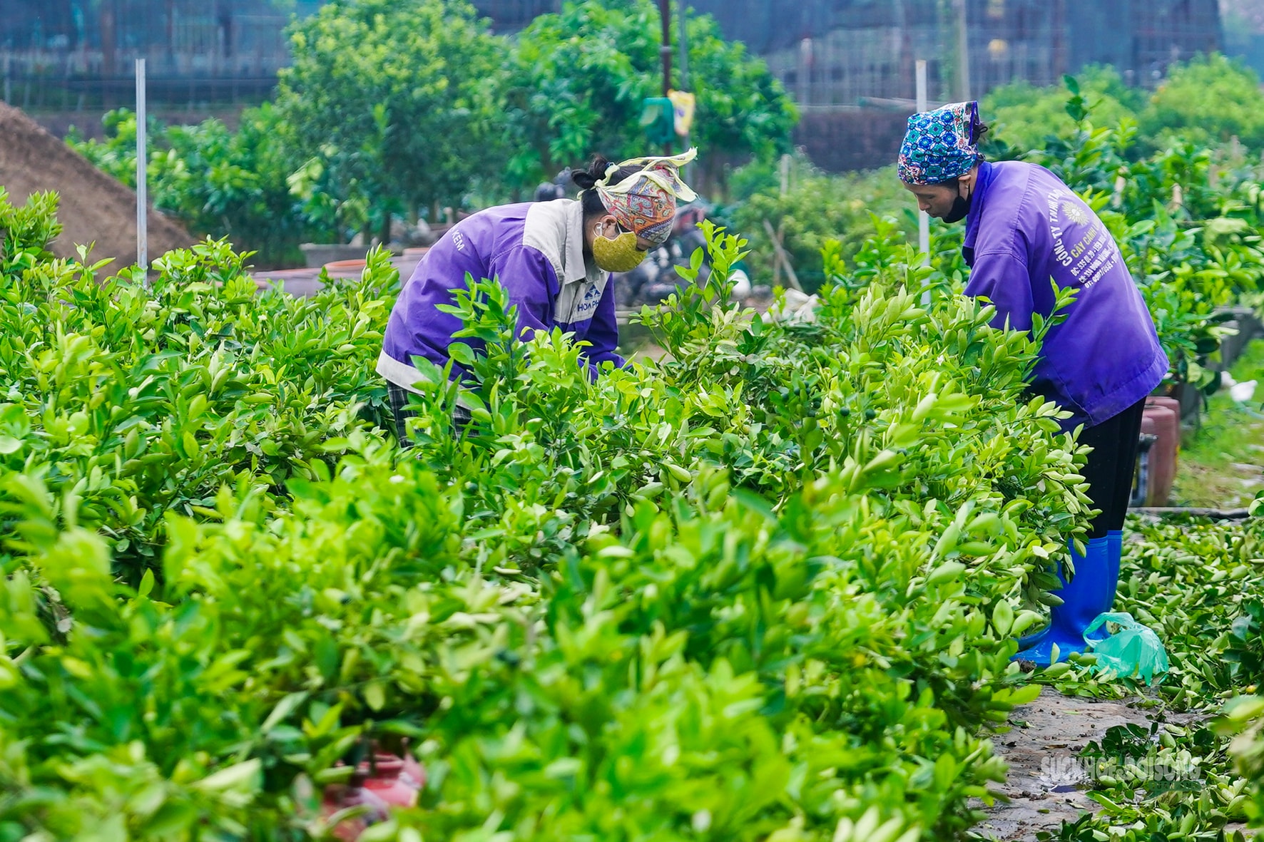 Sau Tết, nhà vườn cây cảnh Hưng Yên tất bật vào mùa ươm trồng mới- Ảnh 8.