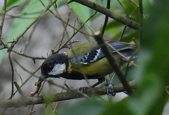 Hình ảnh nhiều loài chim quý hiếm chưa từng có trong danh mục loài ở khu vực Bắc Quảng Trị- Ảnh 3.