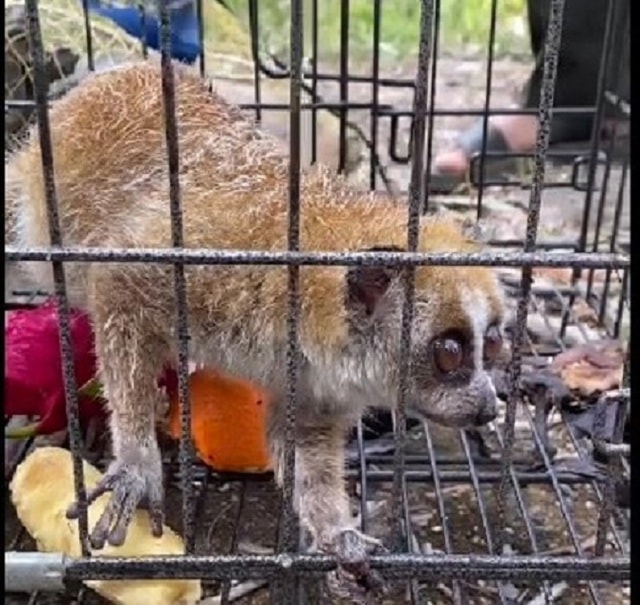 Thả nhiều động vật quý hiếm về đại ngàn Tây Nguyên- Ảnh 4.