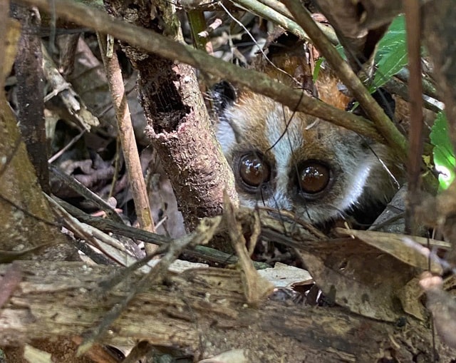 Thả nhiều động vật quý hiếm về đại ngàn Tây Nguyên- Ảnh 5.