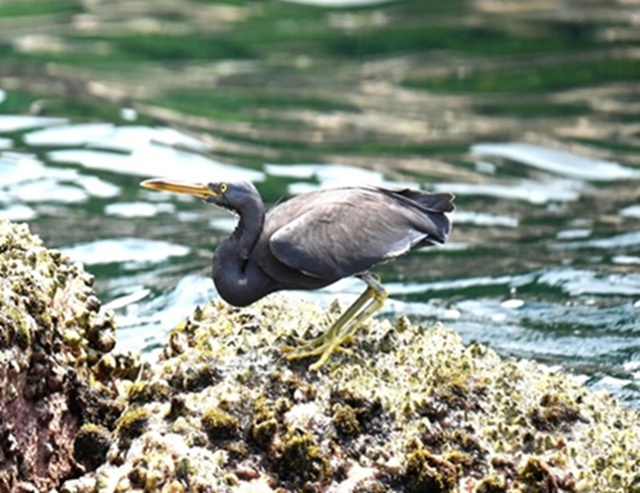 Hình ảnh nhiều loài chim quý hiếm chưa từng có trong danh mục loài ở khu vực Bắc Quảng Trị- Ảnh 2.