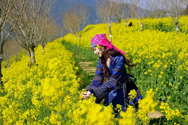 Sa Pa: 8/3 này, lên Fansipan 'săn' mây, ngắm hoa và xem show 'Đỉnh thiêng du ký'- Ảnh 1.